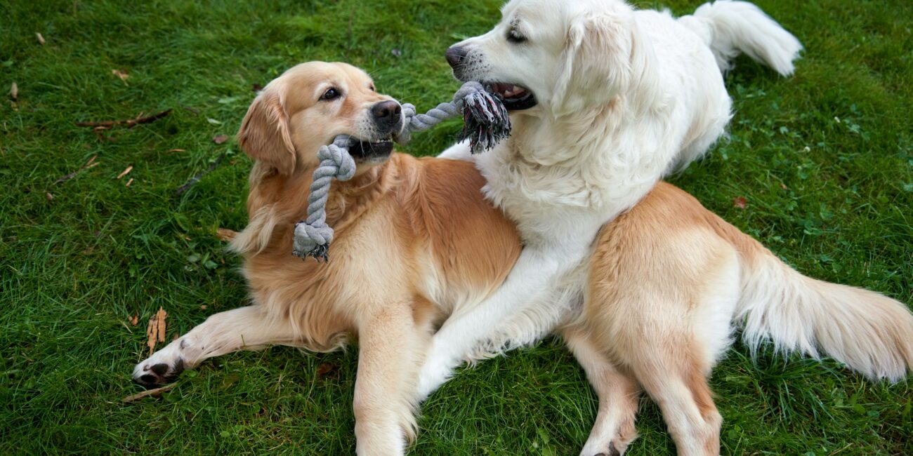 dogs playing with toys