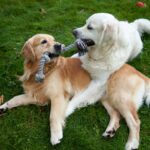 dogs playing with toys