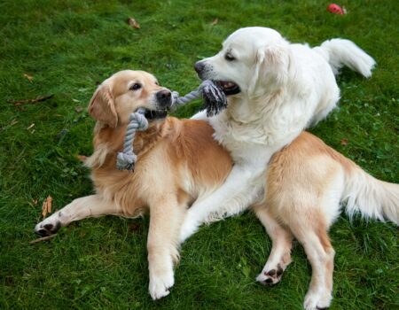 dogs playing with toys